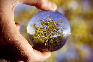 tree in a crystal ball