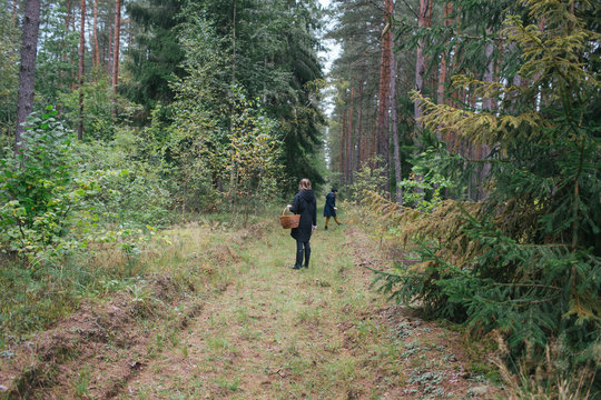 People searching mushrooms in woods