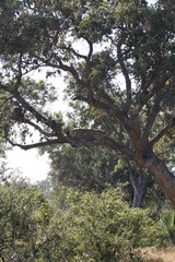 South African wildlife