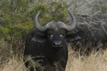 Obraz premium Bovidae, Cape buffalo,