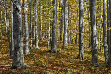 Sunny autumn day in a beech forest