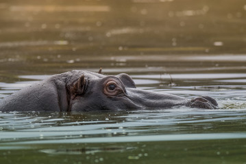 Fototapeta premium HIPPOPOTAMUS AMPHIBIUS, South Africa