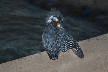  Kingfisher, Kruger 