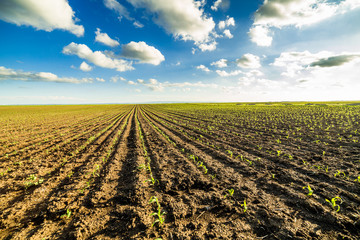 Green corn maize field in early stage © oticki