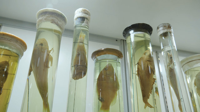 Coelacanth Latimeria chalumnae Lobbed-fin fish, Natural History Museum Naturhistorisches Museum . Fish specimens in the Museum