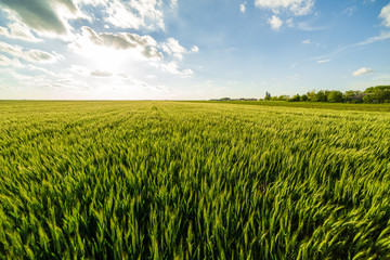 Green wheat field