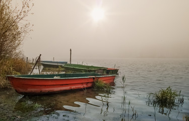 K&auml;hne am nebeligen See