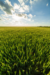 Green wheat field