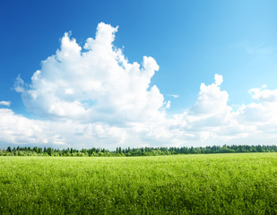 field of grass and perfect sky