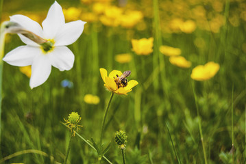 Close up of yellow, orange  flower with a bee