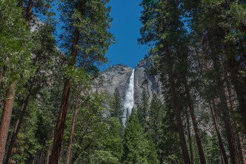 Upper Falls Through The Trees 