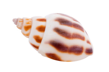 sea shell isolated on white background