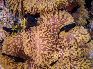 Barrière de Corail à Huahiné