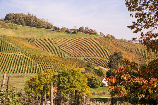 Weinbau in Slowenien