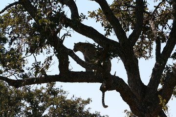 South African wildlife