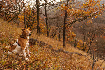 brown terrier hunting dog in autumn nature, fall colors in nature
