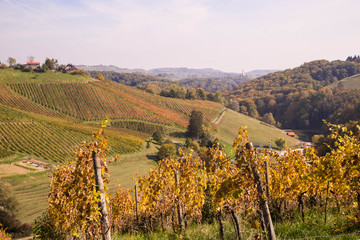 Naklejka premium Weinbau in Slowenien