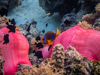 Barrière de Corail à Huahiné