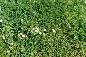 Selective focus on white small flowers in the garden in sunshine day as texture or background