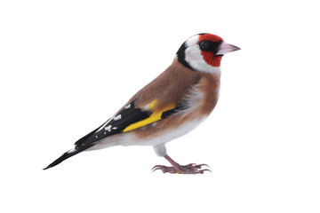 goldfinch