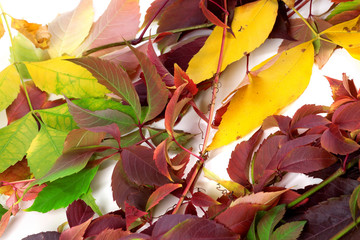 Multicolor autumn leafs
