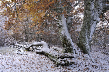 Nevada en el bosque de hayas