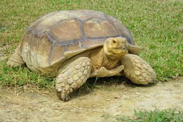 A big Geochelone sulcata, land turtle, walking on the green field. Selective focus.