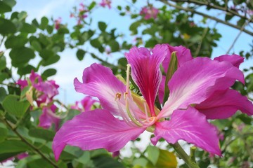 The beautiful pink flowers, Bauhinia purpurea, blooming with green leaves and blue sky background.