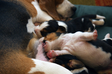 Baby beagles with their mother
