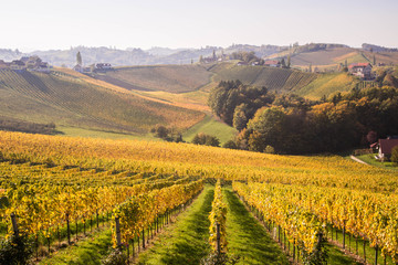 Weinberge im Herbst