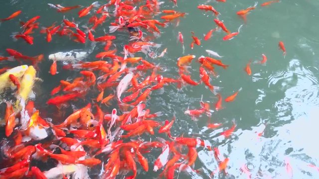 Colorful fancy carp fish, Koi carps crowding together competing for food