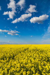 Obraz premium Canola rapeseed flowers at field