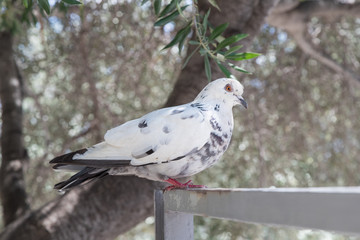Pigeon