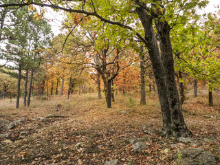 Fototapeta na wymiar Hardwood Forest in Autumn, October colors background 