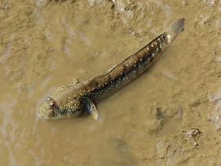 Mudskipper