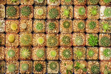 Background and texture of mini cactus in plastic pot.