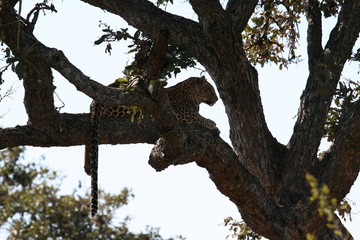 South African wildlife