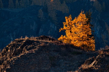 Obraz na płótnie Canvas Autumn in the Altai Mountains