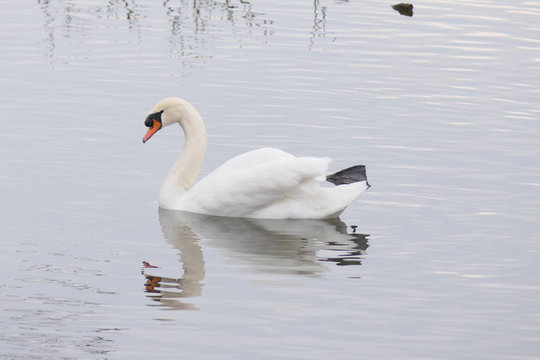 Schwanensee 3