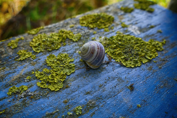 Schnecke auf blauer Bank