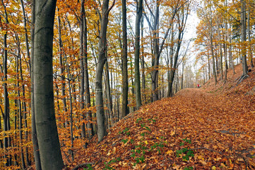 Autumn in the mountains Jeseníky, Sternberk, Czech Republic