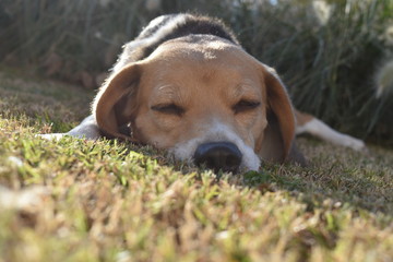 Beagle