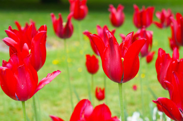 Red shine tulip flowers with green