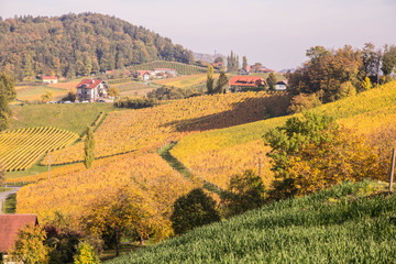 Weinberge in der Südsteiermark im Herbst