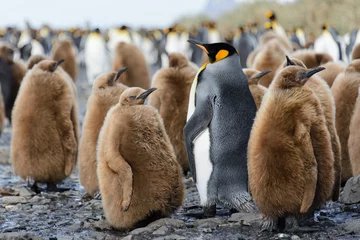 Zelfklevend Fotobehang King penguin chicks © Alexey Seafarer