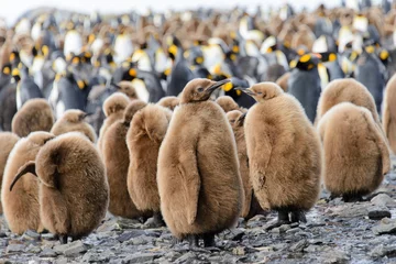 Fotobehang King penguin chicks © Alexey Seafarer