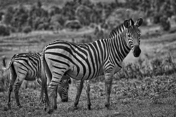 Swaziland