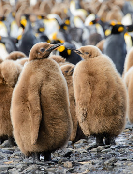 King penguin chicks