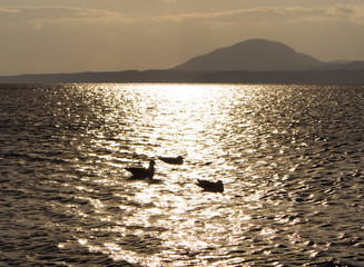 Obraz premium 夕暮れ 海鳥 素材