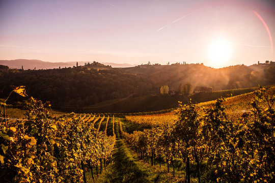 Weinberge in der S&uuml;dsteiermark im Herbst